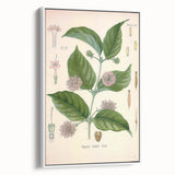 Vintage Botanical Art Print - Uncaria Gambir Gambir Plant Illustration