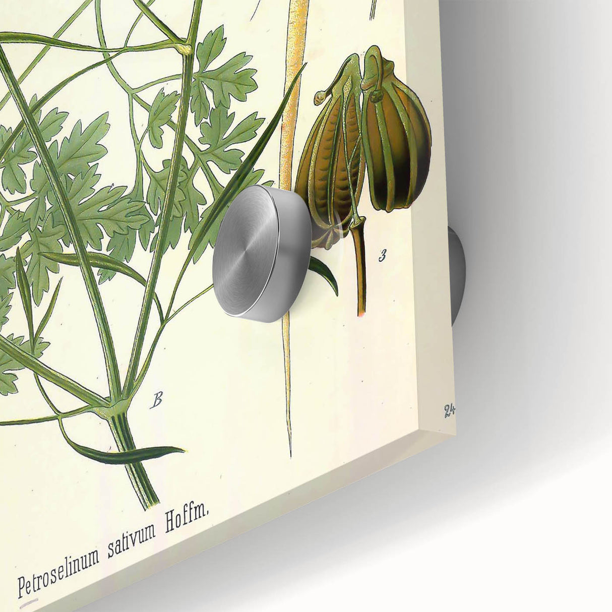 Vintage Botanical Illustration Art | Petroselinum Sativum Wall Art