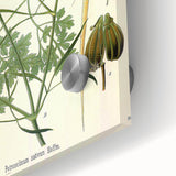 Vintage Botanical Illustration Art | Petroselinum Sativum Wall Art