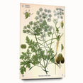 Vintage Botanical Illustration Art | Petroselinum Sativum Wall Art
