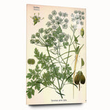 Vintage Botanical Illustration Art | Petroselinum Sativum Wall Art