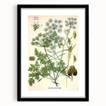 Vintage Botanical Illustration Art | Petroselinum Sativum Wall Art