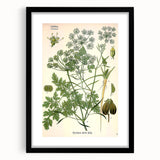 Vintage Botanical Illustration Art | Petroselinum Sativum Wall Art