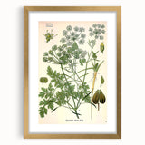 Vintage Botanical Illustration Art | Petroselinum Sativum Wall Art