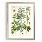 Vintage Botanical Illustration Art | Petroselinum Sativum Wall Art