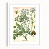 Vintage Botanical Illustration Art | Petroselinum Sativum Wall Art