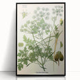 Vintage Botanical Illustration Art | Petroselinum Sativum Wall Art