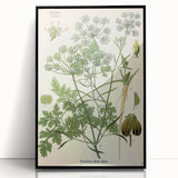 Vintage Botanical Illustration Art | Petroselinum Sativum Wall Art