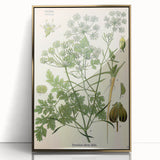 Vintage Botanical Illustration Art | Petroselinum Sativum Wall Art