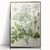Vintage Botanical Illustration Art | Petroselinum Sativum Wall Art