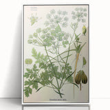 Vintage Botanical Illustration Art | Petroselinum Sativum Wall Art
