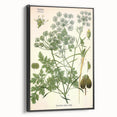 Vintage Botanical Illustration Art | Petroselinum Sativum Wall Art