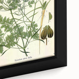 Vintage Botanical Illustration Art | Petroselinum Sativum Wall Art
