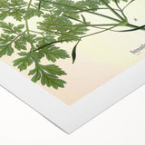 Vintage Botanical Illustration Art | Petroselinum Sativum Wall Art