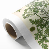 Vintage Botanical Illustration Art | Petroselinum Sativum Wall Art