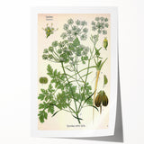Vintage Botanical Illustration Art | Petroselinum Sativum Wall Art