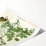 Vintage Botanical Illustration Art | Petroselinum Sativum Wall Art