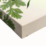 Vintage Botanical Illustration Art | Petroselinum Sativum Wall Art