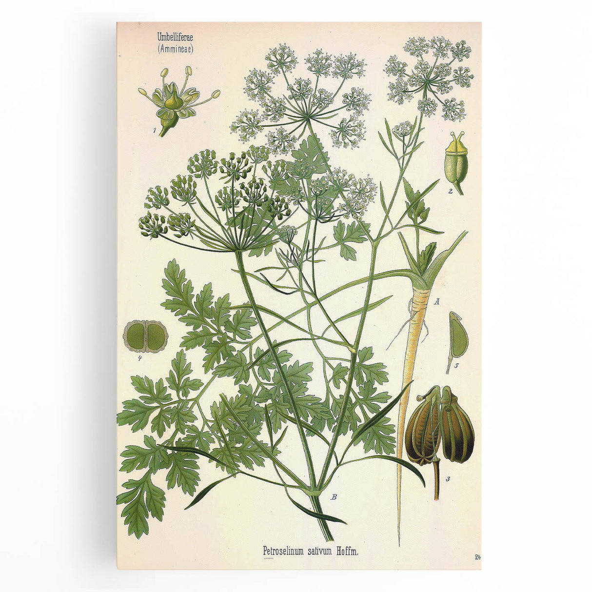 Vintage Botanical Illustration Art | Petroselinum Sativum Wall Art