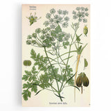 Vintage Botanical Illustration Art | Petroselinum Sativum Wall Art