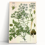 Vintage Botanical Illustration Art | Petroselinum Sativum Wall Art