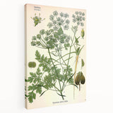 Vintage Botanical Illustration Art | Petroselinum Sativum Wall Art