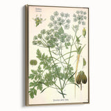 Vintage Botanical Illustration Art | Petroselinum Sativum Wall Art