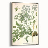 Vintage Botanical Illustration Art | Petroselinum Sativum Wall Art