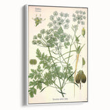 Vintage Botanical Illustration Art | Petroselinum Sativum Wall Art