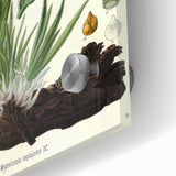 Vintage Botanical Art Print – Macrotomia Cephalotes Yellow Flowers