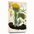 Vintage Botanical Art Print – Macrotomia Cephalotes Yellow Flowers