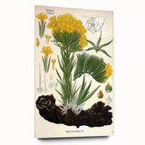 Vintage Botanical Art Print – Macrotomia Cephalotes Yellow Flowers