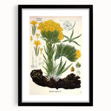 Vintage Botanical Art Print – Macrotomia Cephalotes Yellow Flowers