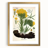 Vintage Botanical Art Print – Macrotomia Cephalotes Yellow Flowers