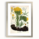 Vintage Botanical Art Print – Macrotomia Cephalotes Yellow Flowers