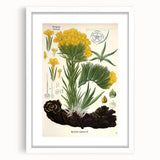Vintage Botanical Art Print – Macrotomia Cephalotes Yellow Flowers