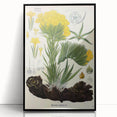 Vintage Botanical Art Print – Macrotomia Cephalotes Yellow Flowers