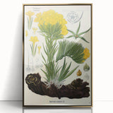 Vintage Botanical Art Print – Macrotomia Cephalotes Yellow Flowers