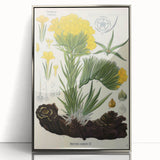Vintage Botanical Art Print – Macrotomia Cephalotes Yellow Flowers
