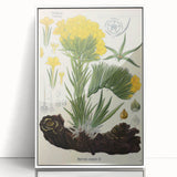 Vintage Botanical Art Print – Macrotomia Cephalotes Yellow Flowers