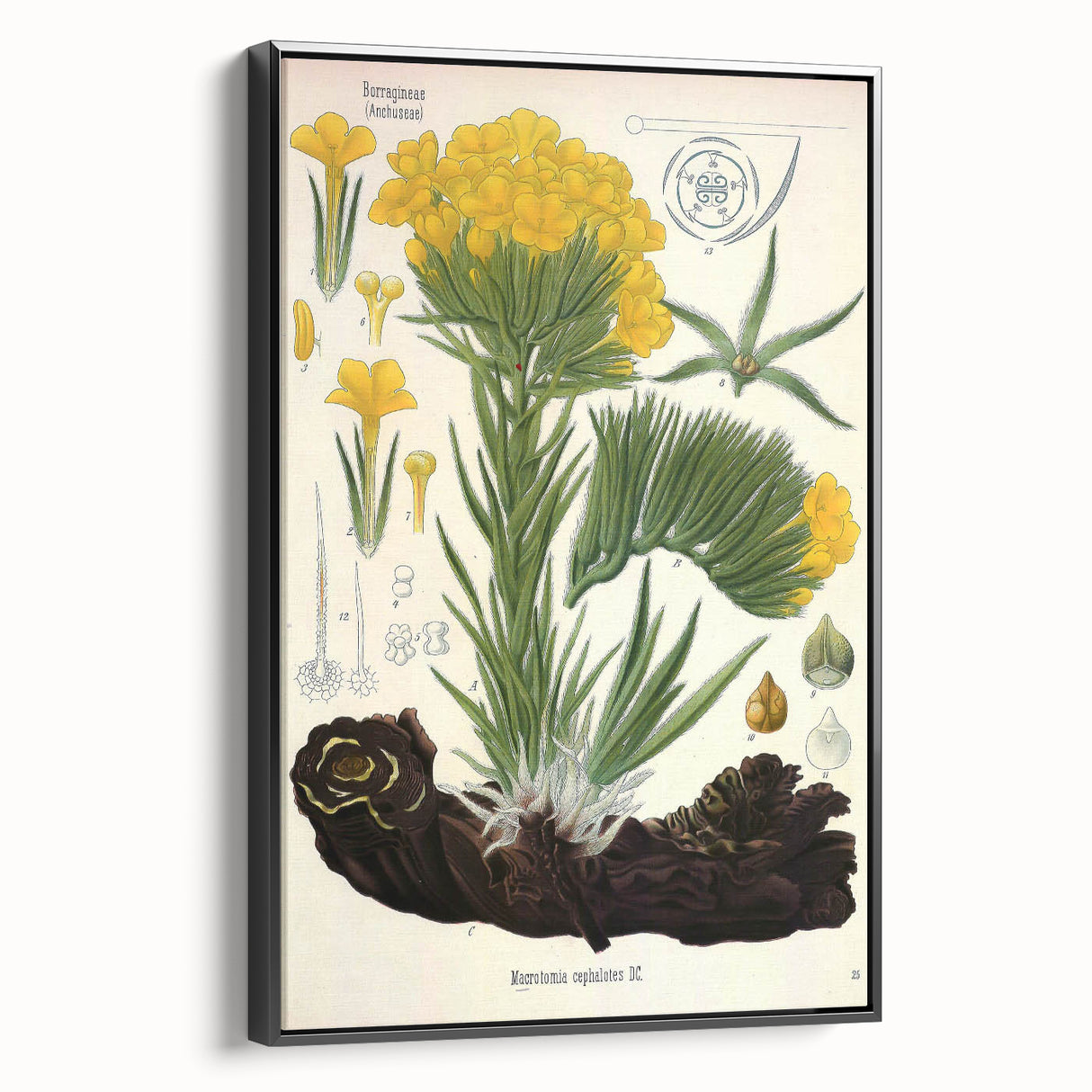 Vintage Botanical Art Print – Macrotomia Cephalotes Yellow Flowers