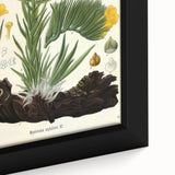 Vintage Botanical Art Print – Macrotomia Cephalotes Yellow Flowers