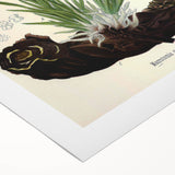 Vintage Botanical Art Print – Macrotomia Cephalotes Yellow Flowers