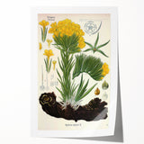 Vintage Botanical Art Print – Macrotomia Cephalotes Yellow Flowers