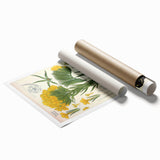 Vintage Botanical Art Print – Macrotomia Cephalotes Yellow Flowers