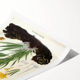 Vintage Botanical Art Print – Macrotomia Cephalotes Yellow Flowers