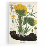 Vintage Botanical Art Print – Macrotomia Cephalotes Yellow Flowers