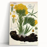 Vintage Botanical Art Print – Macrotomia Cephalotes Yellow Flowers