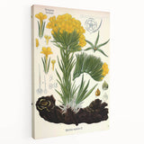 Vintage Botanical Art Print – Macrotomia Cephalotes Yellow Flowers