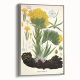 Vintage Botanical Art Print – Macrotomia Cephalotes Yellow Flowers